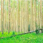 اجرای طرح زراعت چوب در زمین‌های کشاورزی کرمانشاه