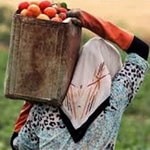 ضرورت آموزش زنان روستایی برای تولید محصولات سالم
