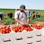 زمینه تولید محصول سالم در کردستان فراهم شده است