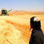 کشت انواع محصولات کشاورزی در 750 هزار هکتار از اراضی کردستان