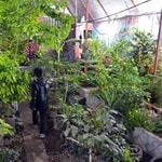 رتبه پنجم ایران در تولید گل و گیاه زینتی در آسیا