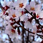 گل‌دهی درختان میوه‌های هسته‌دار در باغات سیستان و بلوچستان