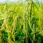 افزایش ۴۰ درصدی تولید بذر برنج در گیلان