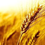 خریداری ١٤٢ هزارتن گندم از کشاورزان