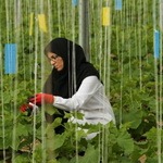 تولید ۱۰۶ محصول سالم توسط زنان روستایی