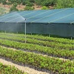 احداث نخستین نهالستان مدرن تولید توت نوغان کشور در قائم‌شهر