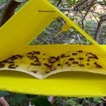 حذف آفات باغات با فرومون‌های جنسی حشرات