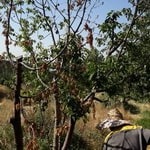 شایع‌ترین علت خشکیدگی تابستانه‌ درختان گیلاس