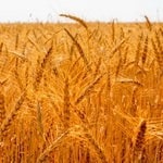 بذر اصلاح‌شده گندم برای سال زراعی جدید تامین شد