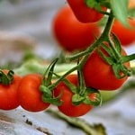 صادرات ۴۵٠ تن گوجه‌فرنگی گلخانه‌ای خاش