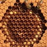 تولید بیش از ۱۰۰۰ تن عسل در مشهد