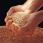 افزایش ۳۰ درصدی استقبال کشاورزان رشت از بذر اصلاح شده برنج