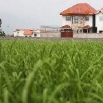 پیش بینی ارتقای کمی و کیفی برنج سفید در صومعه سرا