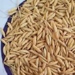 پیش‌بینی افزایش تولید هزار تنی بذور گواهی‌شده برنج در گیلان