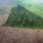 عوامل سرعت‌بخش در جنگل‌زدایی کدامند؟
