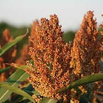 سورگوم؛ گیاهی معجزه‌آسا در بحران خشکسالی