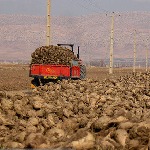 حمل و نقل ۵.۵ میلیون تن محصول کشاورزی از مبدأ خوزستان