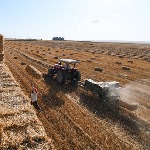 آغاز خرید گندم و کلزا از کشاورزان خوزستان