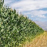 ۹۶۵۰ هکتار از مزارع استان مرکزی به کشت علوفه‌ آبی اختصاص خواهد یافت