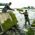 انجام نخستین نشای مکانیزه برنج کشور در مازندران