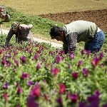 حمایت از توسعه کشت گیاهان دارویی به عنوان یک طرح ملی در خراسان جنوبی