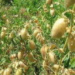کاهش چشم گیر برداشت حبوبات دیم در خراسان شمالی