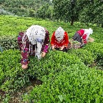 پیش بینی برداشت بالغ بر ۱۳۵ هزار تن برگ سبز چای در سال جاری