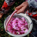 افزایش ۱۵ درصدی برداشت گل محمدی در یزد