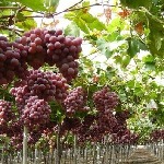 آموزش روش‌های احداث باغ داربستی انگور