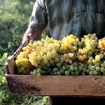 تولید ۲۶ هزار تن انگور در تاکستان های جهرم