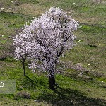 اصلاح درختان بادام زودگل باغستان سنتی قزوین