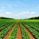 پیش‌رویداد «استارتاپ با رویکرد کشاورزی» برگزار می‌شود