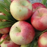 امسال ۱۹۰ هزار تن سیب تابستانه از باغات آذربایجان غربی برداشت می شود 