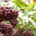 برداشت ۳۶ هزار تن انواع انگور در لرستان