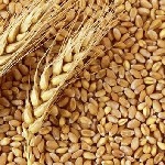 تامین ۲۶ هزار تن بذر اصلاح شده برای کشاورزان لرستانی
