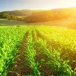 چه انگیزه‌ای باعث موفقیت کشاورز ارگانیک می‌شود؟