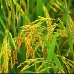 گیلان بزرگترین استان تولید کننده برنج بومی در کشور