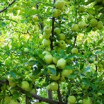 تولید سیب در کهگیلویه و بویراحمد از ۱۲۰ هزار تن فراتر خواهد رفت