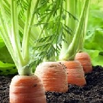 استفاده از عصاره‌های گیاهی برای جلوگیری از پوسیدگی محصولات کشاورزی