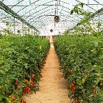توسعه گلخانه‌ها با احداث روستا گلخانه در فارس