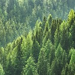 مقابله با تغییرات آب‌وهوایی به کمک درختان پروبیوتیک‌دار