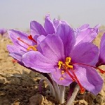پیش بینی تولید ۲۰ تن نگین زعفران در خراسان شمالی