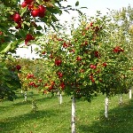 بیش از ۱۱ هزار هکتار از باغات سیب آذربایجان غربی تحت پوشش آبیاری نوین