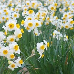 جشنواره گل نرگس در خفر برگزار می‌شود