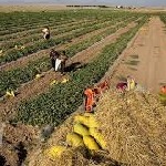 سیستان و بلوچستان دارای رتبه برتر در سرمایه‌گذاری کشاورزی