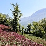 افزایش تولید گل گاوزبان تا رازیانه در گیلان