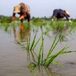 گامی موثر در جهت افزایش کیفیت و کاهش آفات برنج گیلان
