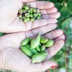 وبینار «کشت زراعی گیاه دارویی کاپاریس» برگزار می‌شود
