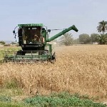 برداشت اولین خوشه های طلایی گندم کشور در سیستان و بلوچستان