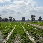 افتتاح بوستان کشاورزی شهری در مشهد